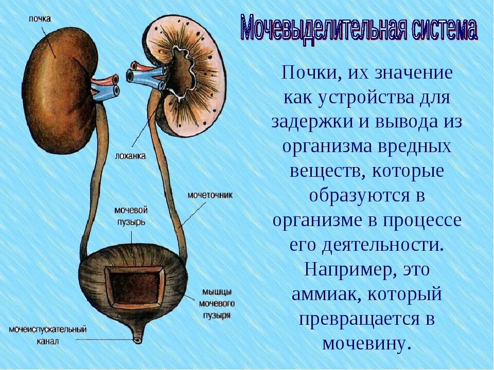 Сколько воды в почках. Лоханка почки и мочевой пузырь. Строение почек лоханок мочевого пузыря. Почечная лоханка и мочевой пузырь.