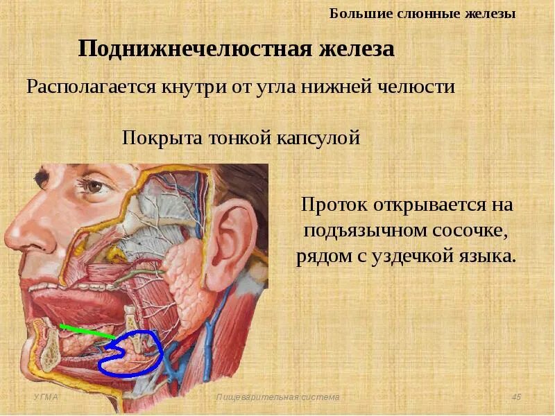 Слюнные железы расположение. Нижнечелюстная слюнная железа. Поднижнечелюстная слюнная железа топография. Околоушная железа является