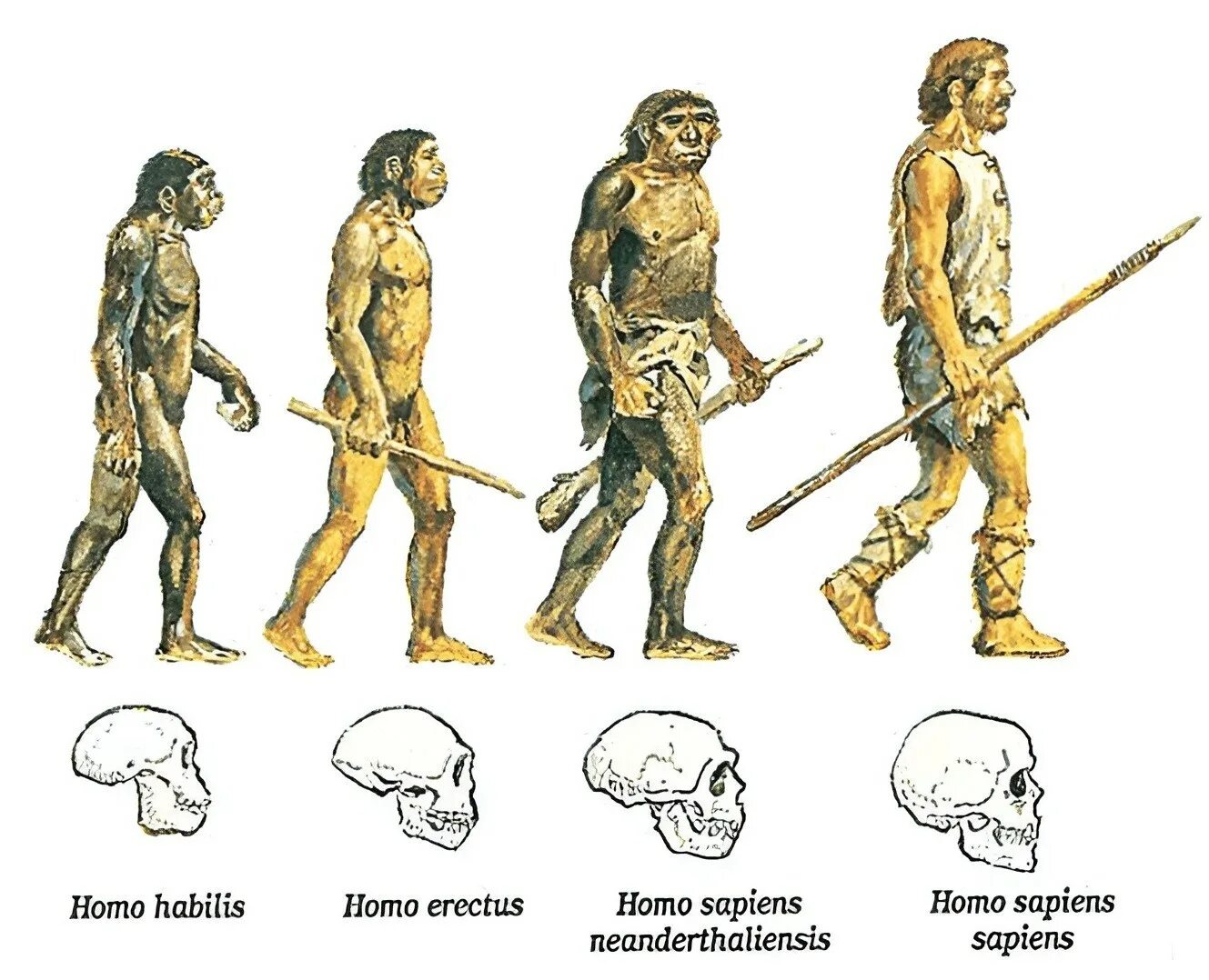 Древние люди в хронологической последовательности. Человек разумный неандерталец и кроманьонец. Эволюция человека до хомо сапиенс. Этапы эволюции человека,хомо сапиенс. Этапы эволюции человека австралопитек хомохабилес.