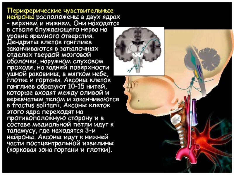Тела чувствительных нейронов расположены в. Подъязычный нерв нейроны. чувствительные нейроны расположены. чувствительный нейрон располагается в. чувствительный нейрон лежит.