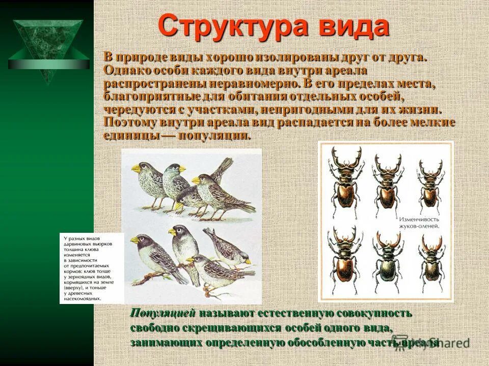 географический критерий примеры. географический ареал. вид в природе занимает определенный ареал. географический критерий примеры. экологический критерий популяционно.