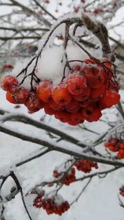 Й декабря