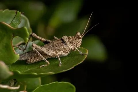 Short horned grasshopper