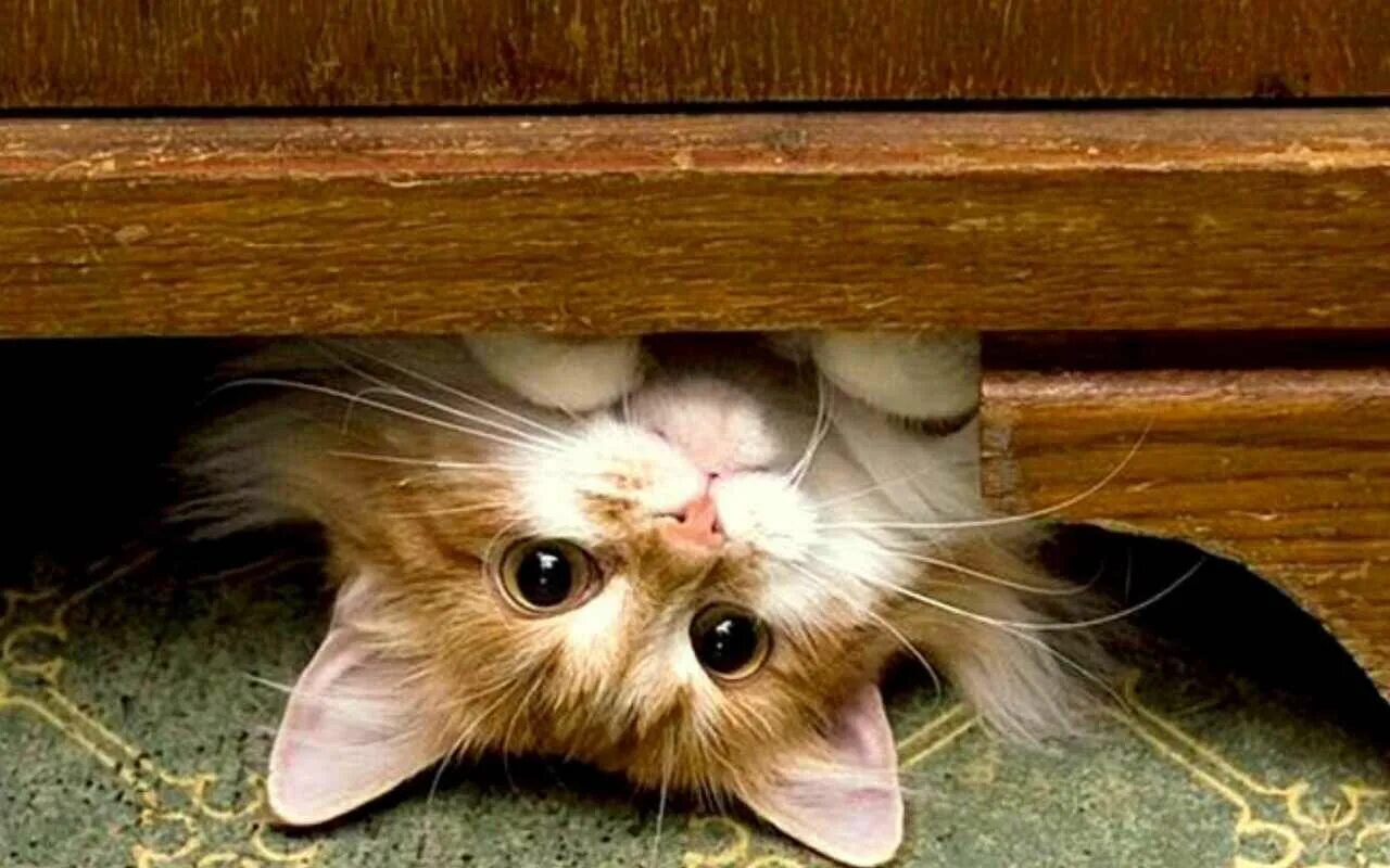 Которая вот уже более