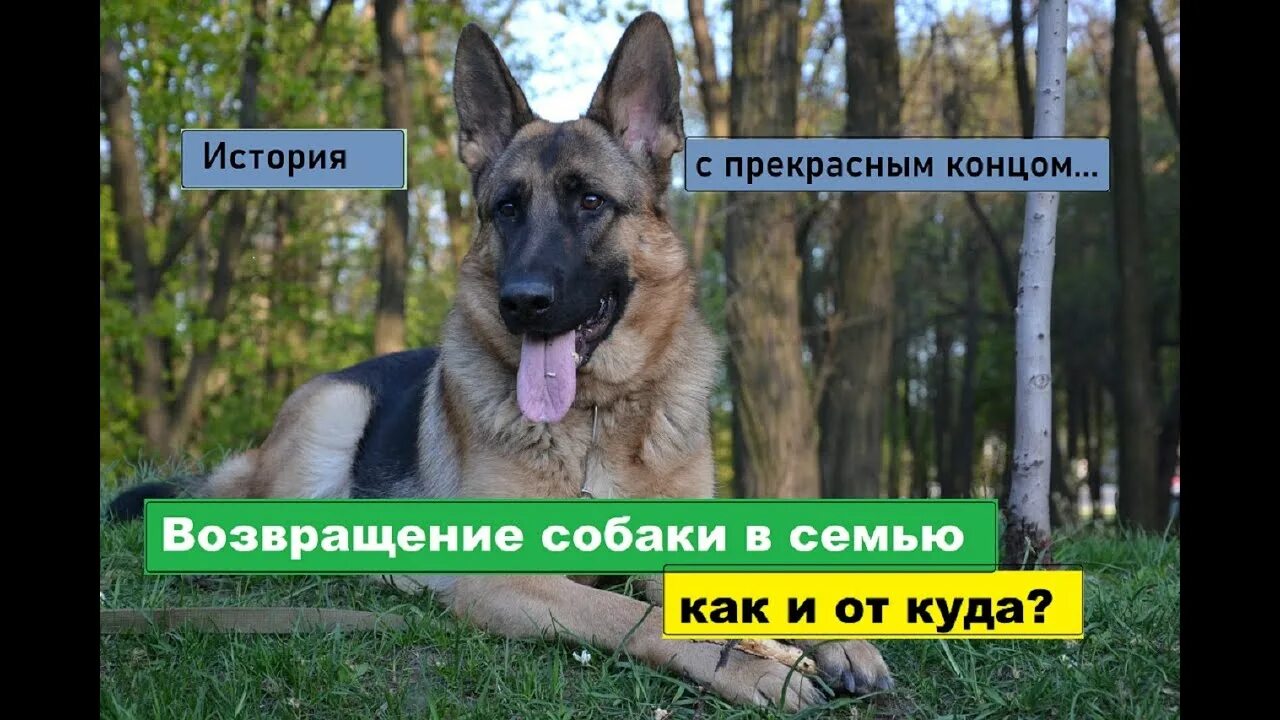 Как собака возвращается к своей