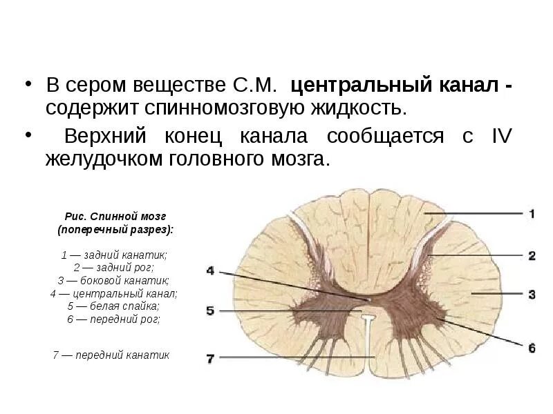 Части серого вещества спинного. Серое вещество спинного мозга на поперечном разрезе. Строение спинного мозга белое вещество серое вещество. Белое вещество серое вещество Центральный канал. Спинной мозг поперечный разрез Центральный канал.