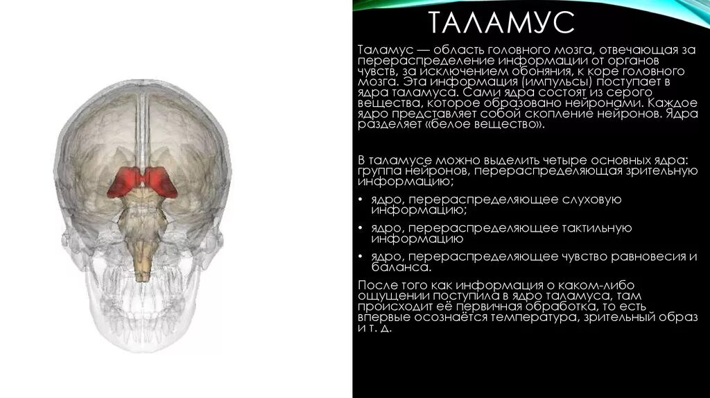 Таламус мозг функции. Таламус головного мозга. зрительные бугры головного мозга. функция таламуса в головном мозге. зрительный бугор таламус.