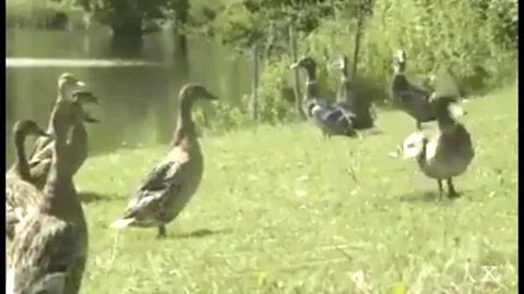 Видео про гусей