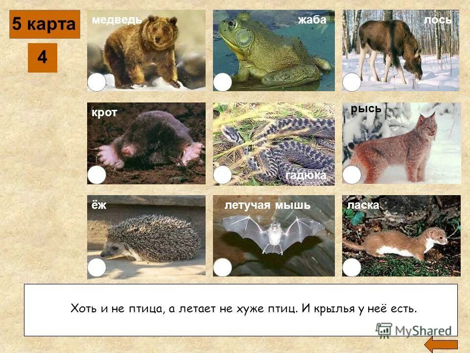 Впадают в спячку. Дмитриев рысь и крот. Животные впадающие в спячку. Мышь впадает в спячку зимой. Кто спит зимой из животных.