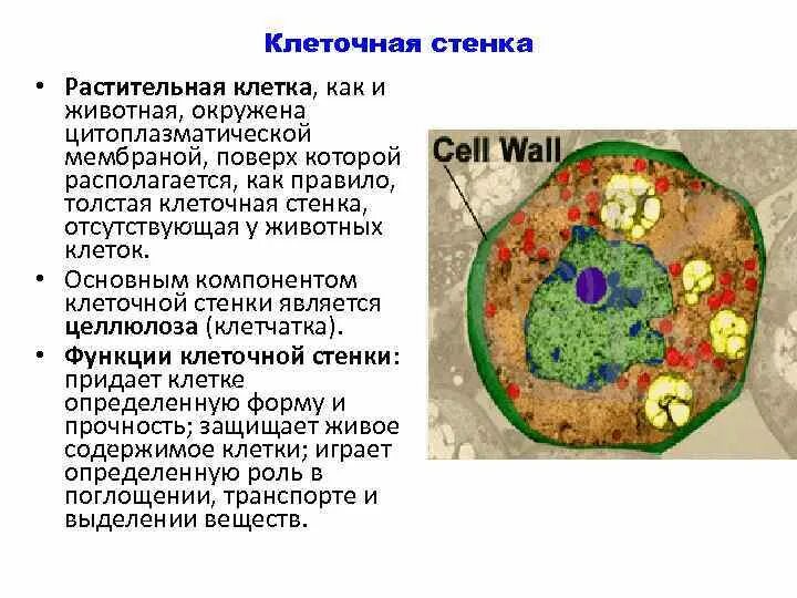 Из чего состоит клеточная стенка животных. У животных нет клеточной стенки. Клеточная стенка клетки животных. Клеточная стенка животных клеток состоит из. Клеточная стенка животных состоит из