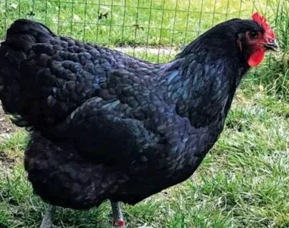 Сирек тіркелген порно командирі деді