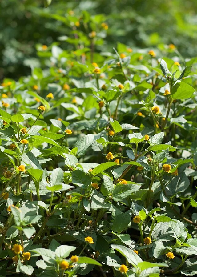 Вкус листьев. Листок пандана. Листья карри фото. Салат латук листовой. Листья пандана блюда.