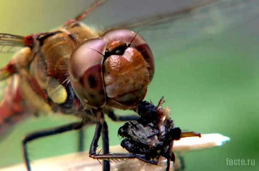 Мухи поедают. Хищные насекомые. Насекомое поедающее мух. Стрекоза хищное насекомое. Муха Стрекоза.