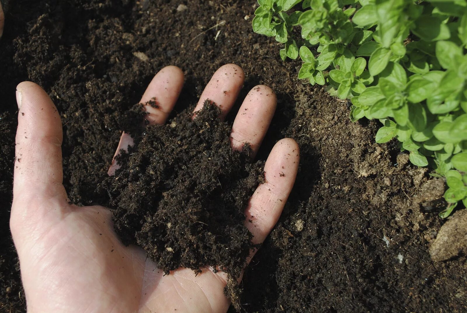 Плодородие почвы. Плодородная земля. Рыхлая почва. Плодородная почва.