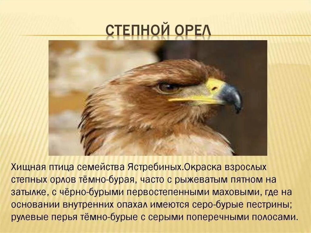 Текст про орла. Степной Орел 4 класс. Сообщение о Степном Орле. Степной Орел доклад. Сведения про орла.