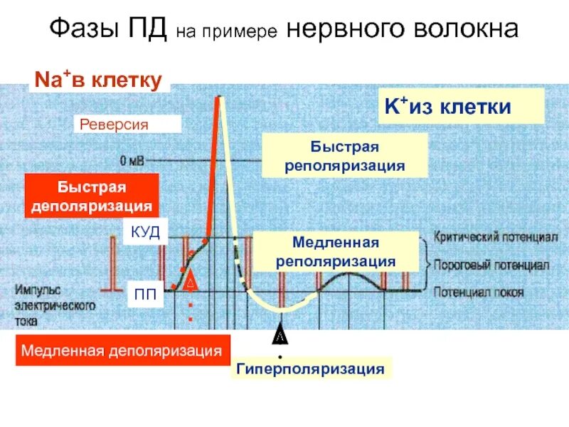 Фазы потенциала действия нервного волокна. График потенциала действия нервного волокна. Деполяризация реполяризация гиперполяризация. Фаза гиперполяризации потенциала действия. Деполяризация мембраны клетки