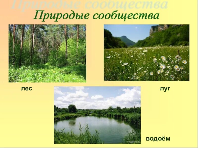 Тест разнообразие природных сообществ. Природное сообщество Луга. Природное сообщество водоем растения. Лес луг водоем. Изображение природных сообществ.