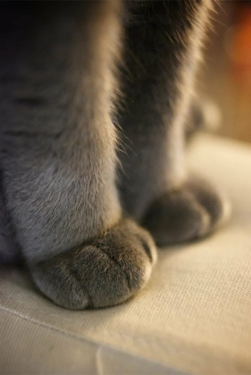 Серая лапа кота. Лапки. Лапки кошки. Лапка кошки. Лапки.