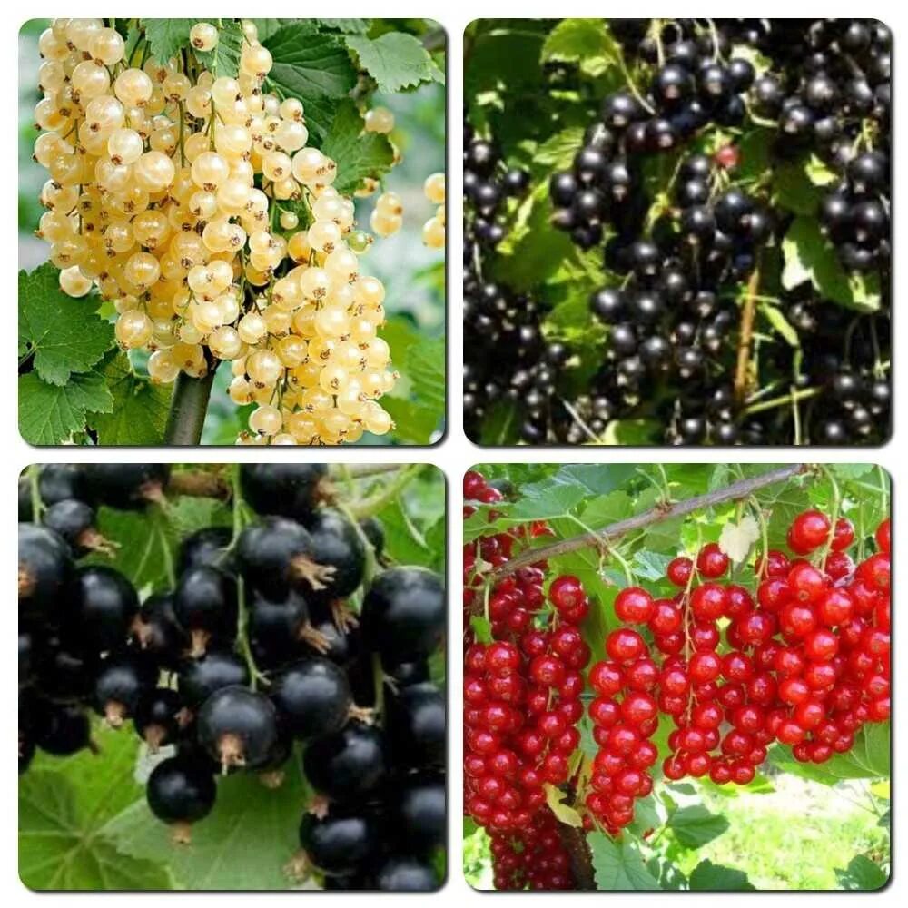 Какой сорт смородины лучше