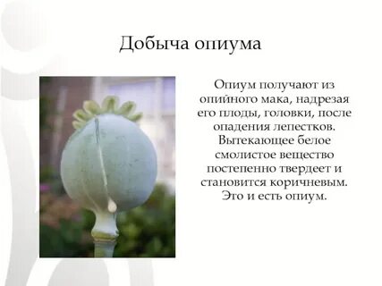 Opium bird