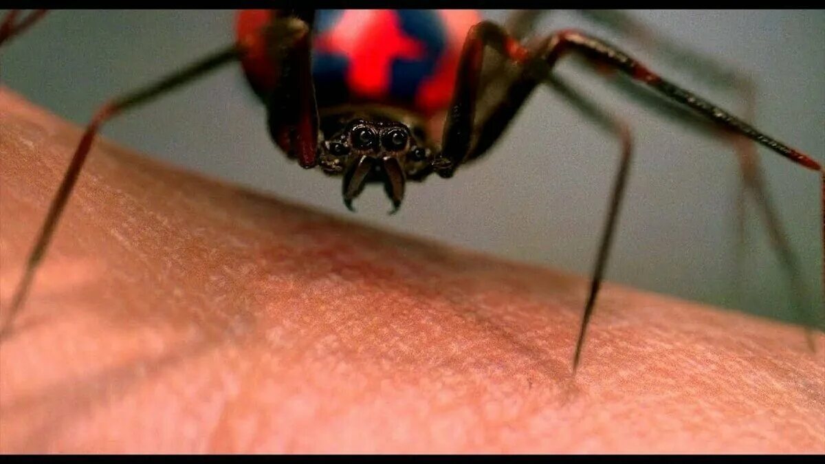 Паук который укусил Питера Паркера. Питер Паркер укус паука. Питер Паркер до укуса паука. Радиоактивный паук.