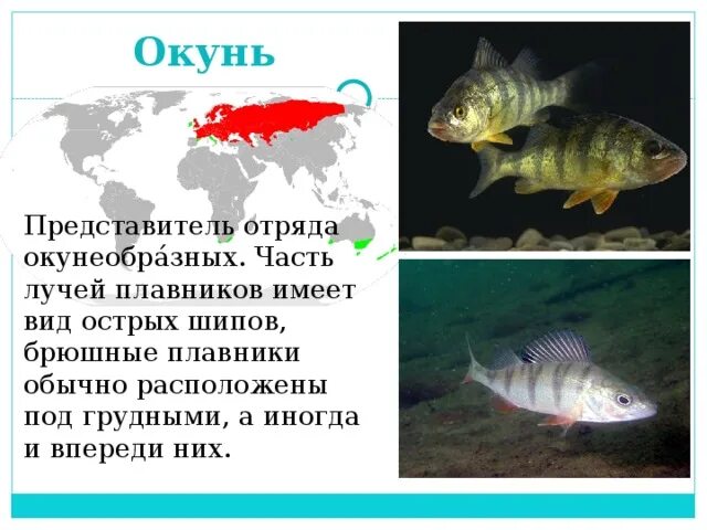 Окунеобразные рыбы представители. Отряд окунеобразные представители. окунеобразные рыбы презентация. особенности окунеобразных.