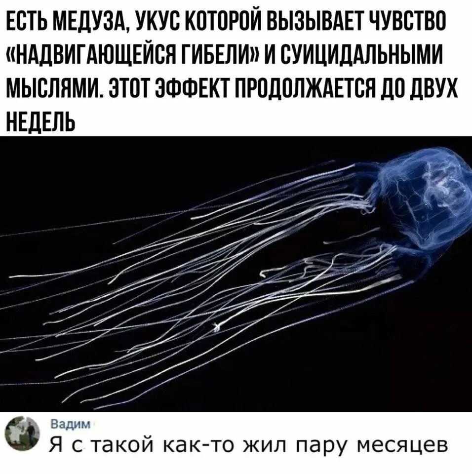 Морская оса. Жалит как медуза песня. Жалит как медуза песня. Шутки про медуз. Укус медузы вызывает чувство.