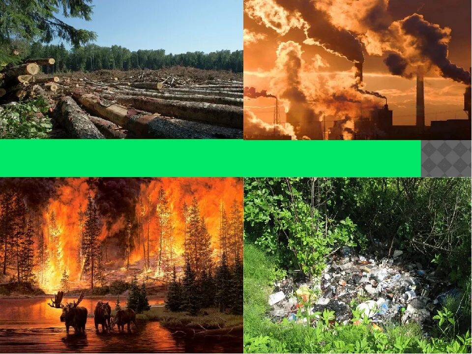 Экология лесов. Экологические проблемы леса. Экологические проблемы лесных зон. Лесная зона экология.