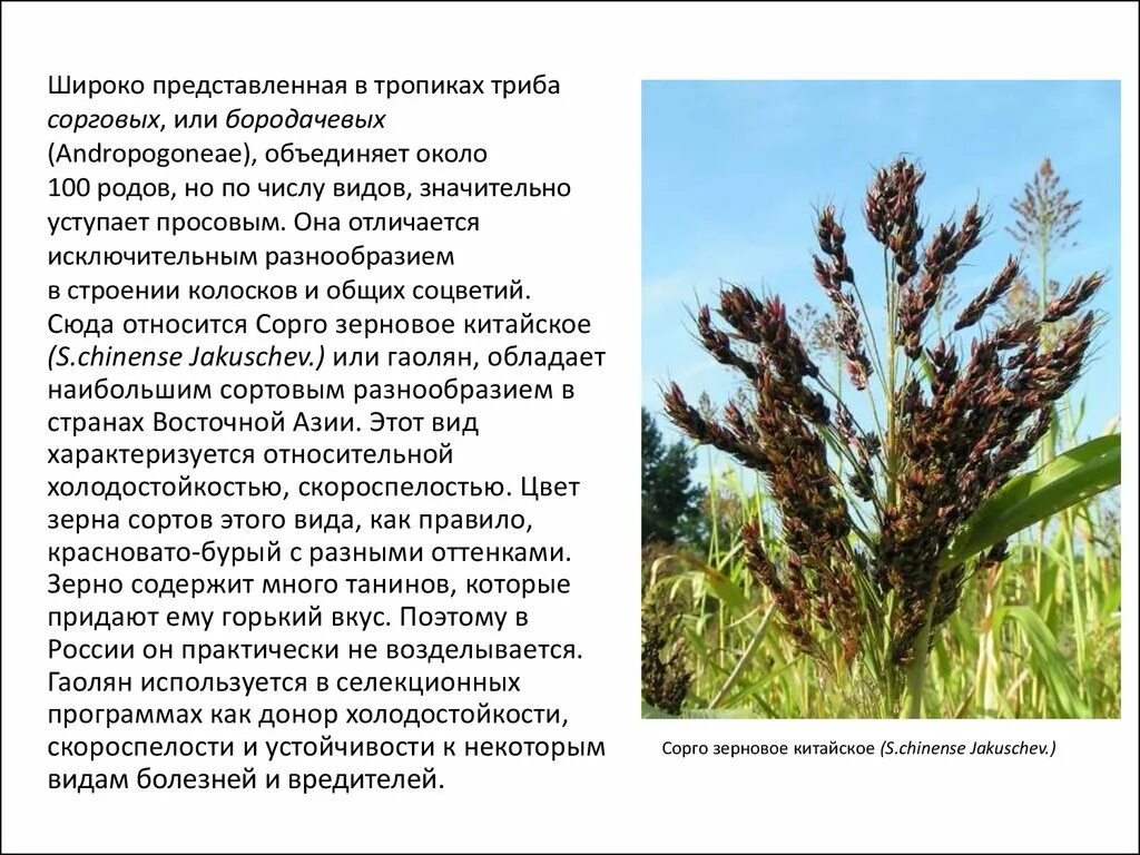 К триба Escherichieae относят роды:. Строение колоска сорго. Происхождение гаолян Страна. Просовые (триба).