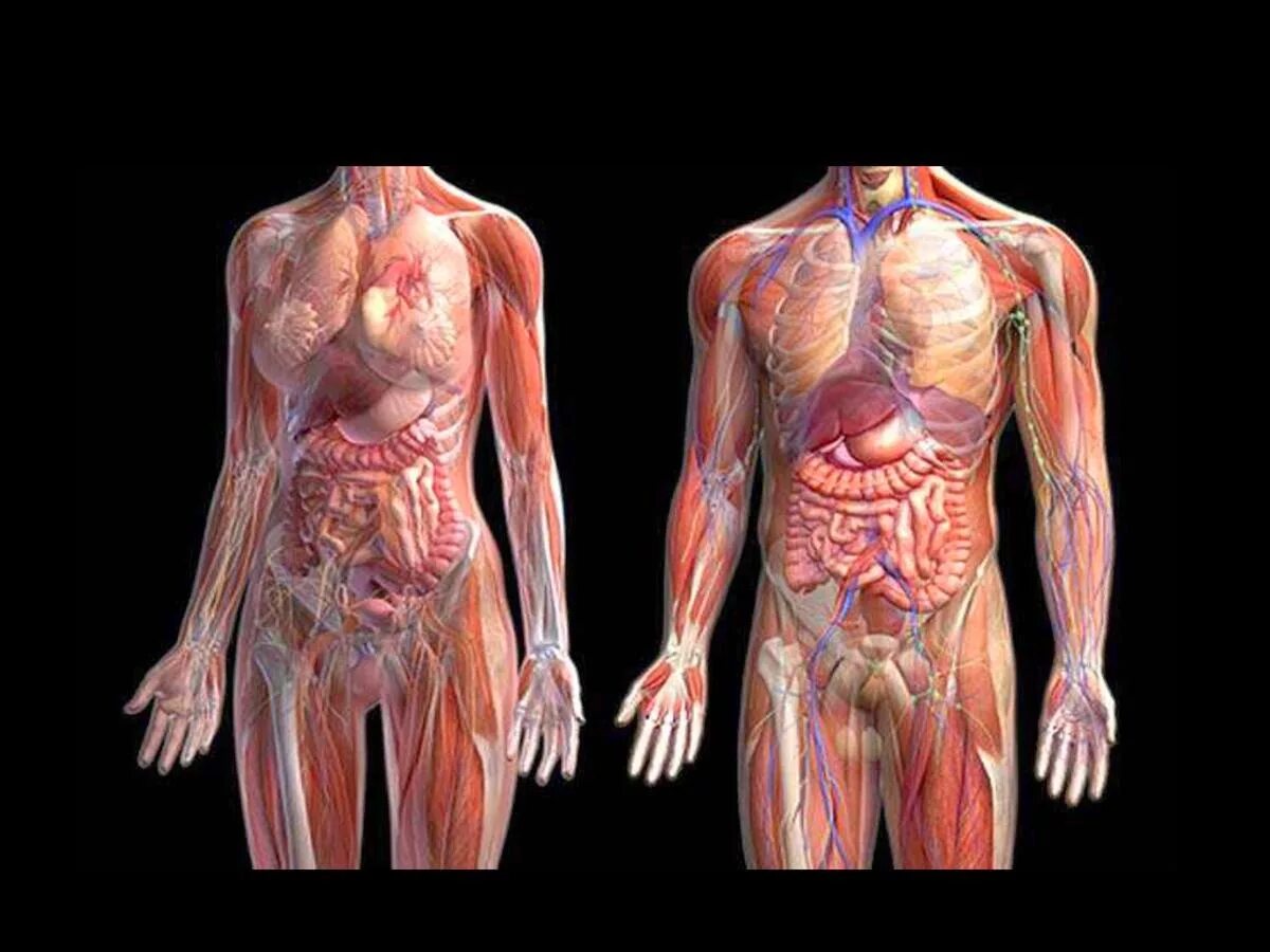 Здоровые органы человека. Анатомия тела. Организм человека полностью. Скелет с внутренними органами женщины. Человек в разрезе внутренние органы.
