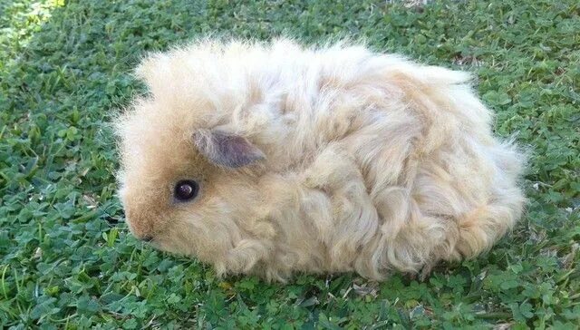 Как спят морские свинки фото Deux cochons d'Inde, two guinea pigs Cute guinea pigs, Guinea pigs, Guinea pig b