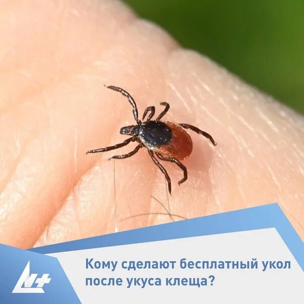 Клещи. Инфографика укус клещей. Что делать если укусил клещ. Как обработать укус клеща. Меры профилактики при укусе клеща.