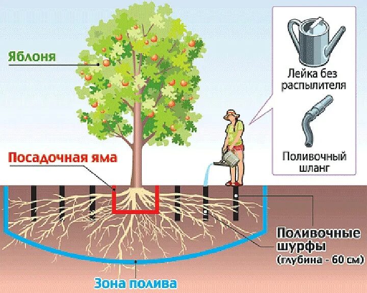 Можно ли поливать яблони. Полив плодовых деревьев схема. Схема полива яблонь. Полив деревьев и кустов. Полив плодовых деревьев в садах.