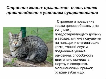 Среда обитания кошки
