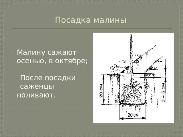 Схема высадки малины. Сажаем малину схема. Схема посадки малины в открытом. Глубина ямы для малины посадки.