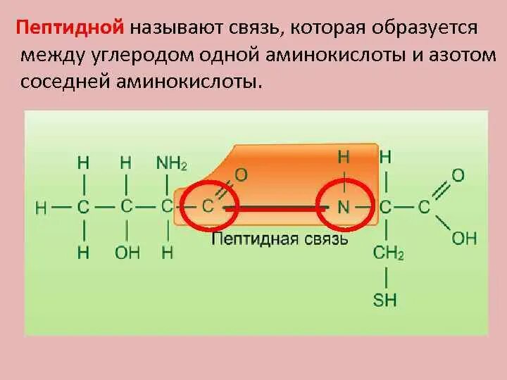 Образование пептидной связи происходит в. Пептидная связь аминокислот. Химическая реакция пептидной связи. Схема образования пептидной связи белка. Образование пептидной связи белков.