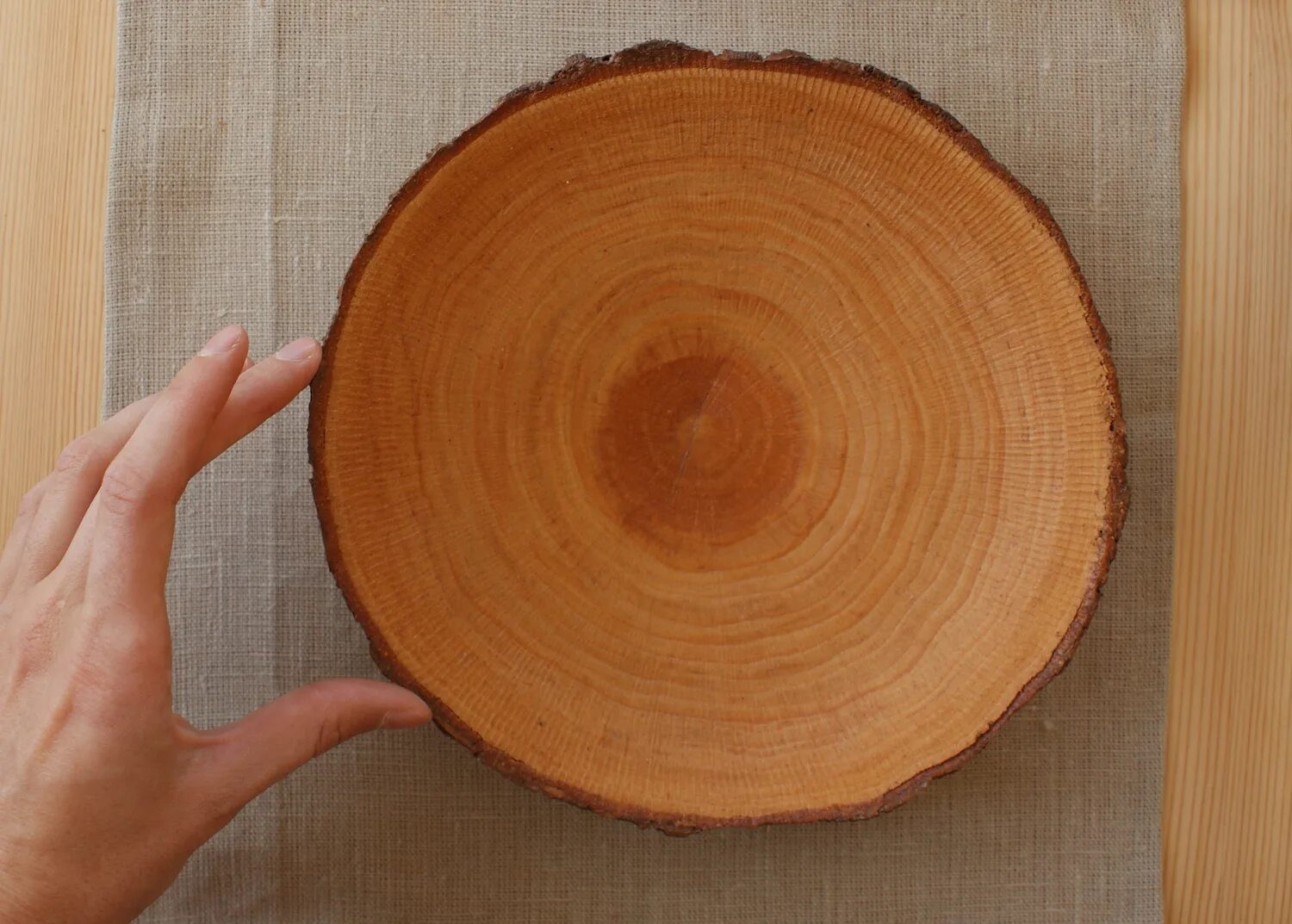 Срез в сводной таблице excel. Срез сводной таблицы. Спил карельской сосны. Из спилов дерева. Срез дерева для декора.