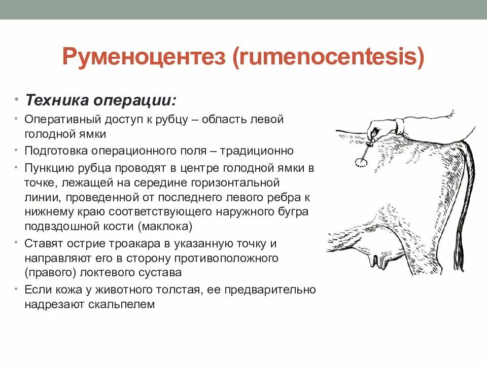 Подготовка поля операции. Руменоцентез у животных.