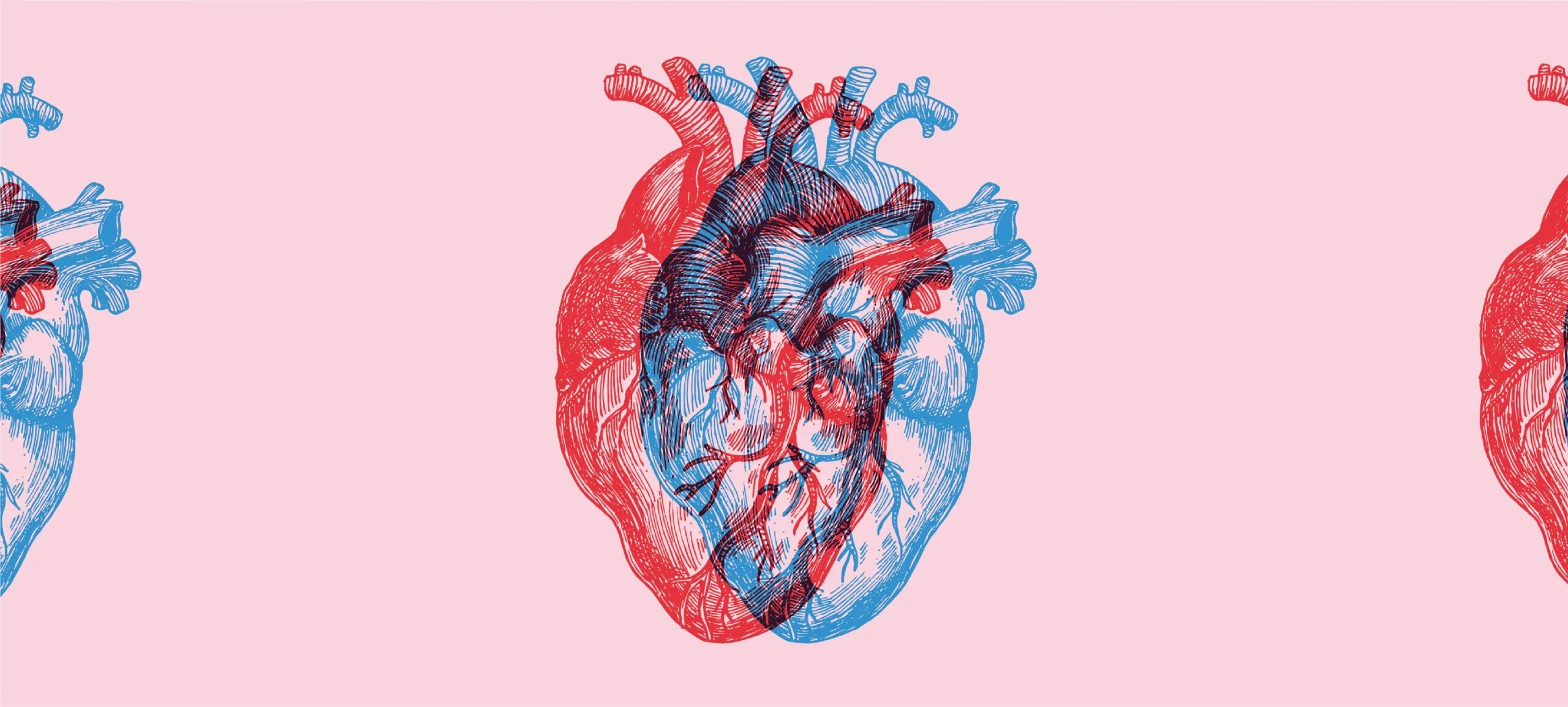 У кого 13 сердец но нет органов. Сердце это мышца или орган. Анатомия сердца презентация. Сердце полый мышечный орган. У кого 13 сердец но нет органов.