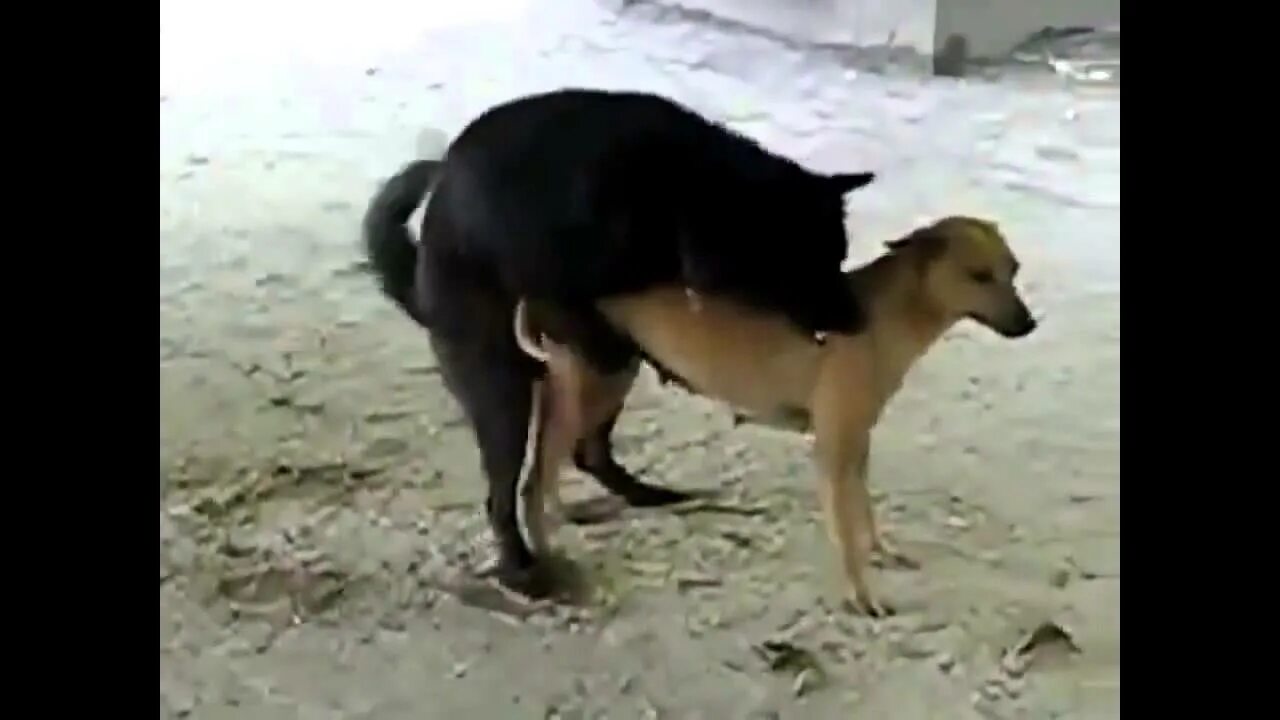 Как выглядят спаривания собак The dogs are fighting cute dogs fighting dogs Dogs Ffdogs YouTube