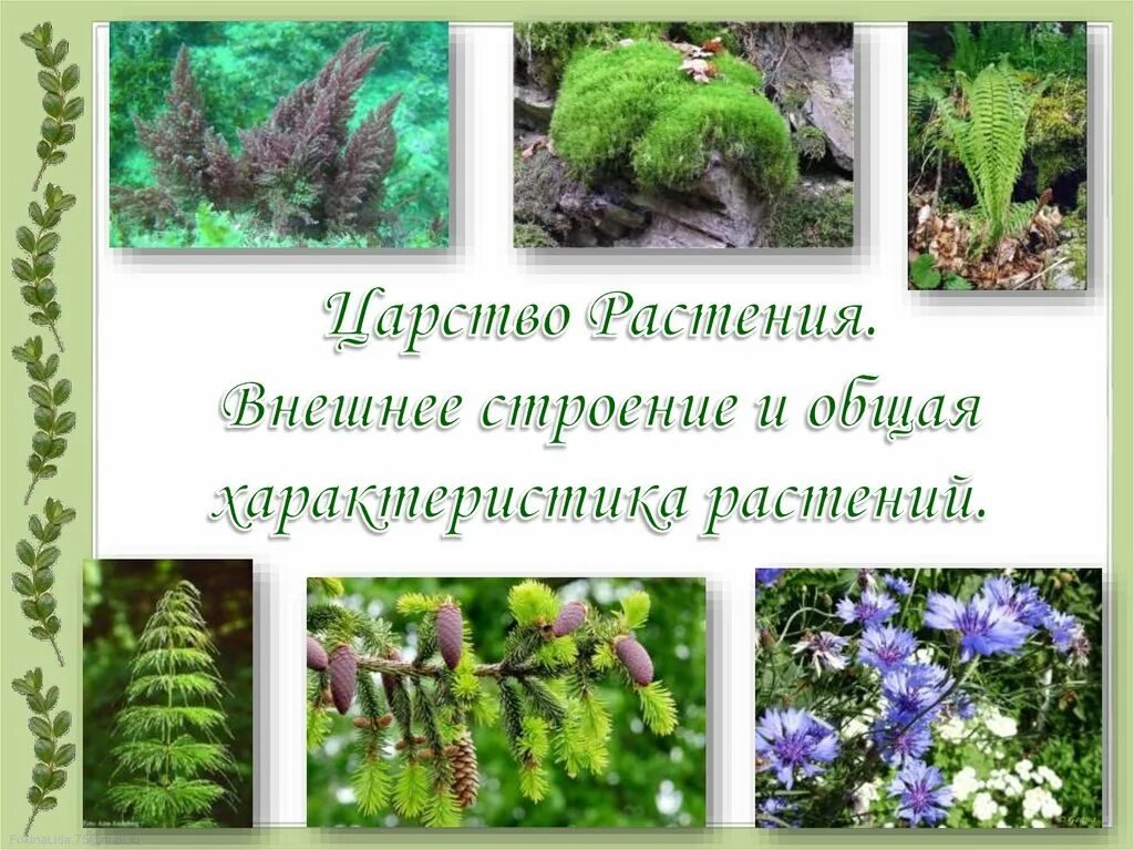 Как называется царство растений. Как называется царство растений