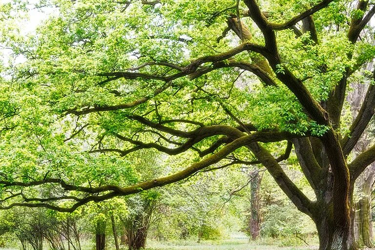Trees can