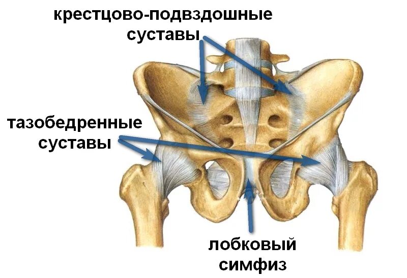 Лобковые кости соединение. Крестцово подвздошный сустав анатомия строение. Строение крестцово подвздошного сочленения. Симфиз тазобедренного сустава. Связки таза и тазобедренного сустава анатомия.