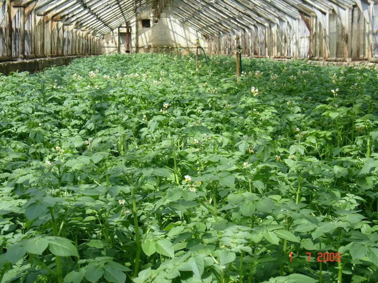 Грунт для теплицы. Зелень в теплице. Посадки в теплице. Ранняя зелень в теплице. Сидерат в парник.
