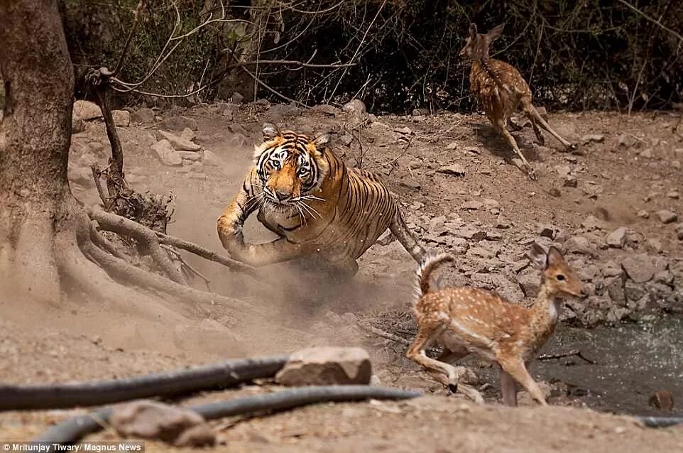 Тигр погнался за оленем и догнал