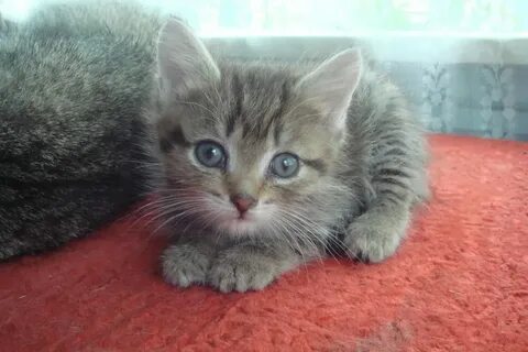 Отдам в добрые руки рязань
