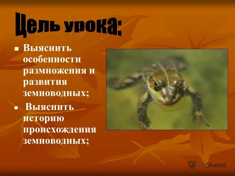 Земноводные как они размножаются 1 класс. Происхождение земноводных. Размножение и развитие земноводных. Размножение, развитие и происхождение земноводных. Появление земноводных.