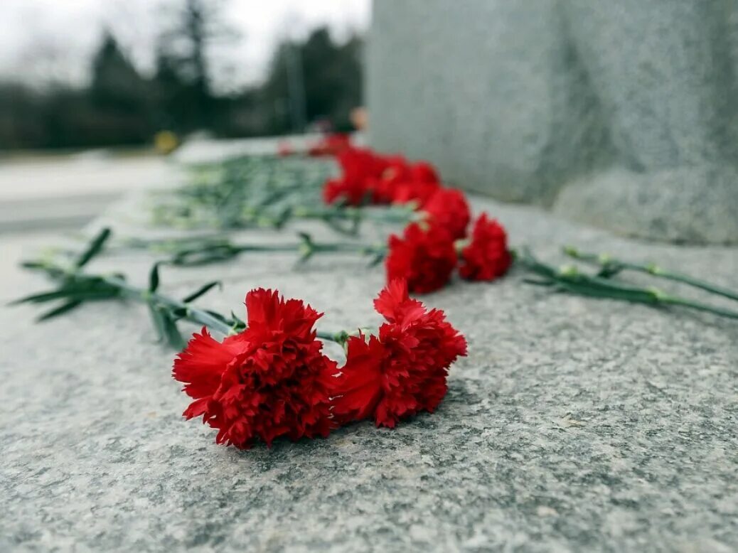 Гвоздики на снегу. Гвоздики возложение. Гвоздики на могиле. Гвоздики на памятник. Возлагать гвоздики