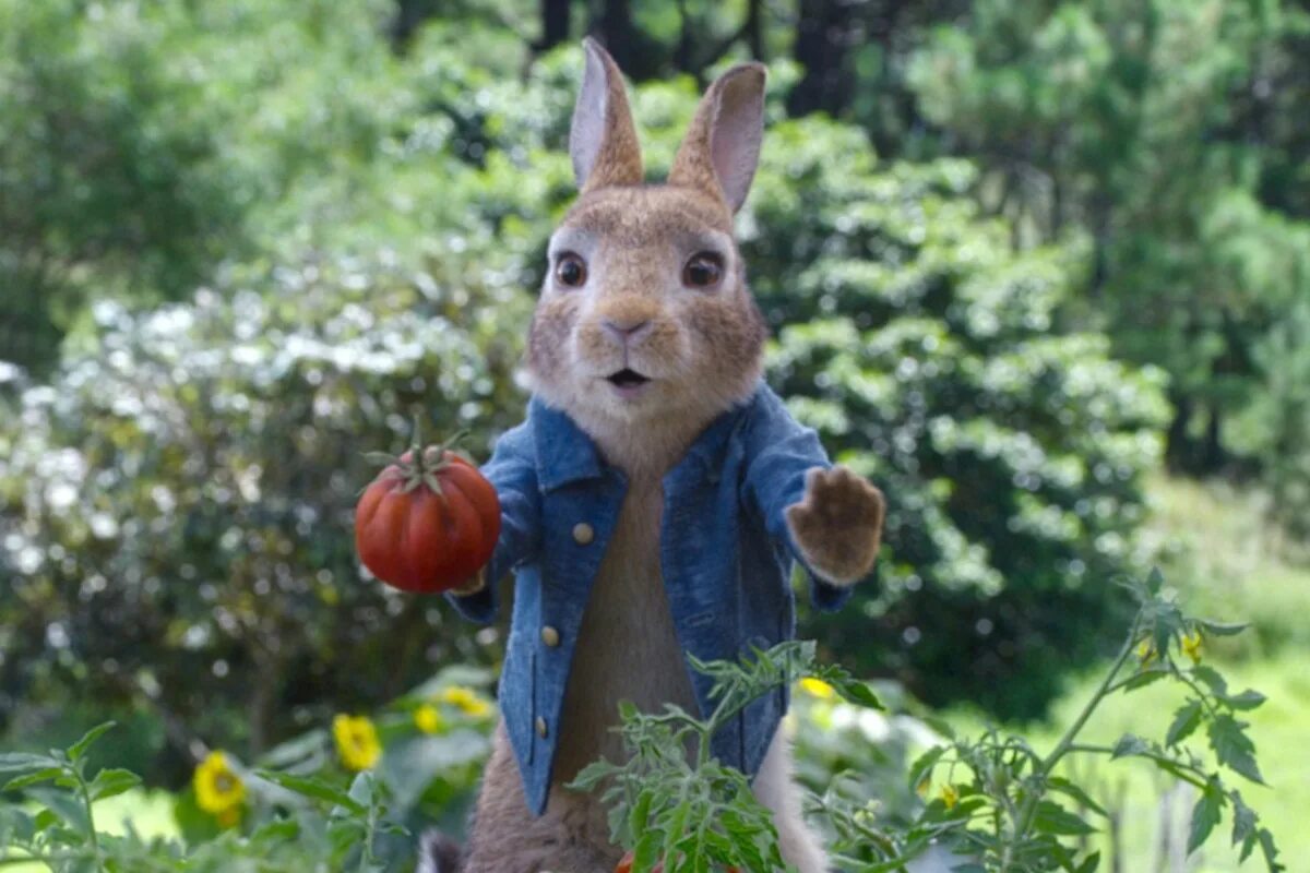 Rabbit 2. Rabbit 2