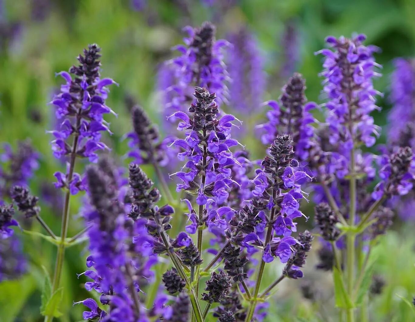 Как выглядит растение шалфей. Шалфей трава. salvia officinalis. шалфей клейкий. шалфей + шалфей.